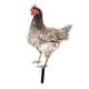 thumbnail image 1 of Estatua De Jardín De Pollo, Estaca, Adorno De Césped Para Gallina, Regalo Exterior, Patio De Gallo, Estilo Artístico C, 1 of 5