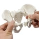 thumbnail image 2 of Modelo de pelvis femenina EINCORN 15x13x7 cm para educación anatómica, 2 of 8