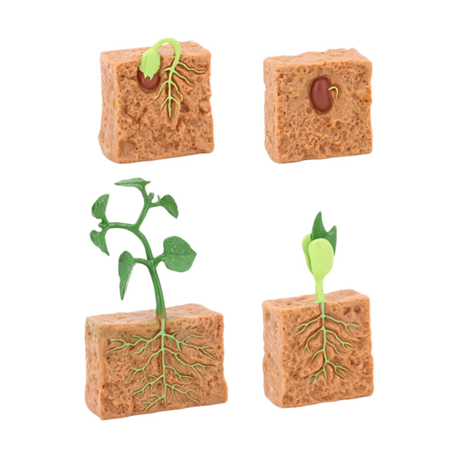 Magideal - Ciclo De Vida De La Planta De Judía Verde, Colección De Ciclo De Vida Montessori, Regalo, Figuras De Plantas De Ciclo De Vida, Juguete Científico Para