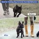 thumbnail image 3 of Collar de pellizco MR.BEEFOO XL 58‑66 cm de liberación rápida, 3 of 7