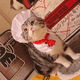 thumbnail image 2 of Disfraz de chef para mascotas, bonito, elegante, de tamaño ajustable, lavable, para gato, perro, sombrero y capa., 2 of 5