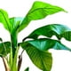 thumbnail image 3 of Planta Artificial Banano 160 cm. / 15 hojas Premium, 3 of 3