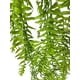thumbnail image 2 of Helecho Colgante Helecho 90cm., 2 of 3