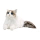 thumbnail image 2 of Muñeco De Gato Realista De Peluche De Gato Ragdoll Para Amantes De Los Gatos Niños Niñas Gato, 2 of 5
