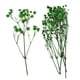 thumbnail image 2 of Hojas prensadas Flores secas naturales Tarjetas Scrapbooking haciendo verde, 2 of 5