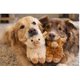 thumbnail image 5 of Juguete para perro Vaulted Skulls & Co 15 cm 2 piezas con silbido, 5 of 6