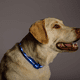 thumbnail image 5 of Collar para perros con luz LED Blazin: visibilidad de pies - El más brillante para seguridad nocturna, 5 of 6