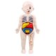 thumbnail image 4 of Torso Humano Cuerpo Modelo Anatomía órganos Internos Anatómicos Herramientas De Ense?anza, 4 of 5