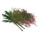 thumbnail image 5 of Flores secas naturales prensadas hojas arte arte 24pcs, 5 of 5