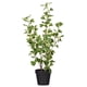 thumbnail image 1 of Planta artificial Vickerman, triángulo abigarrado, ficus, 24 pulgadas, 1 of 4