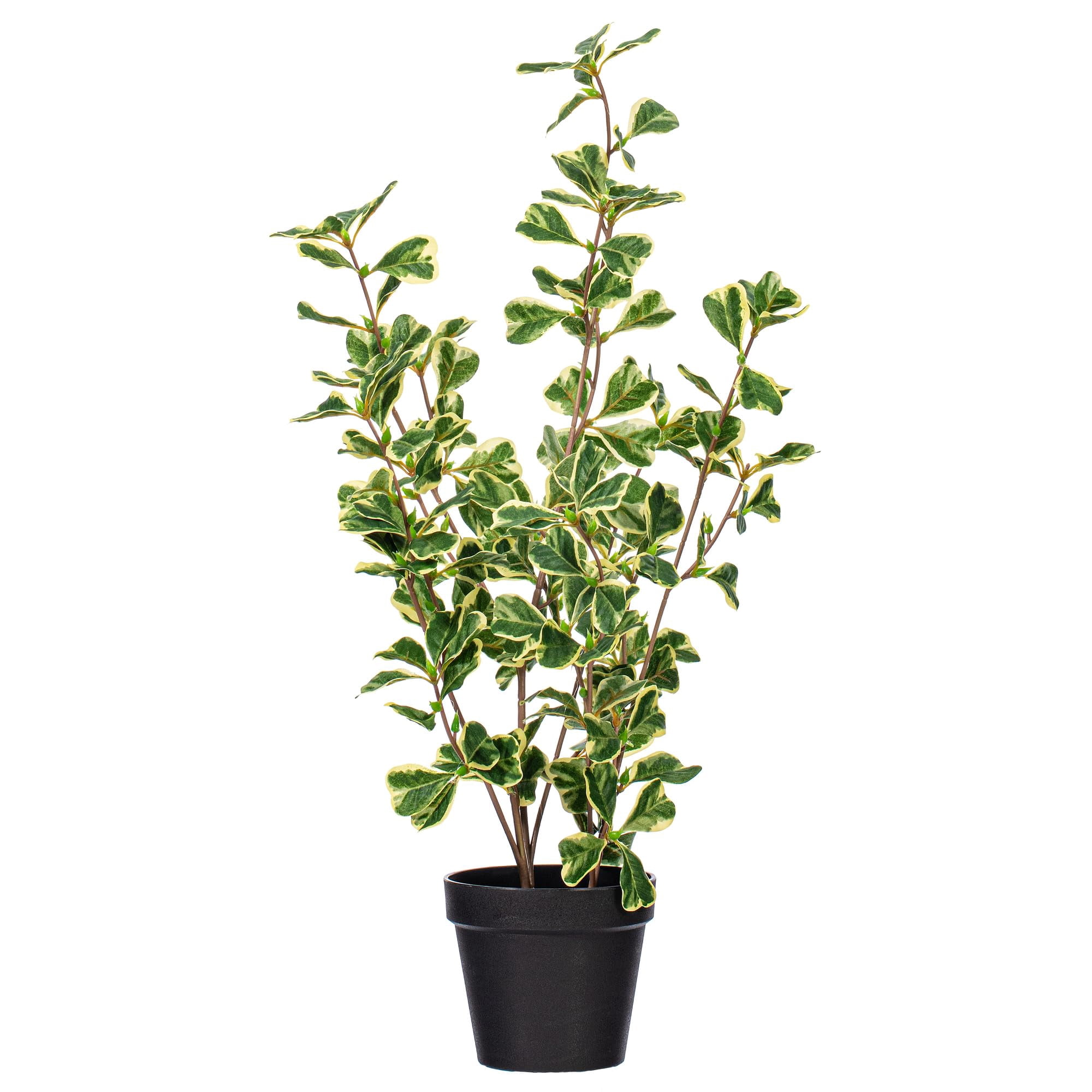 Planta Artificial Vickerman, Triángulo Abigarrado, Ficus, 24 Pulgadas