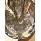 thumbnail image 3 of B Gone Hoof Clay para caballos con enfermedad de la línea blanca, 3 of 4