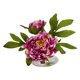 thumbnail image 3 of Flor artificial de peonía casi natural con jarrón de cristal (juego de 3), 3 of 6
