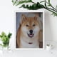 thumbnail image 4 of Shiba Inu Kits de Pintura de Diamantes para Adultos, 4 of 6