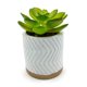 thumbnail image 1 of Planta Artificial Echeveria En Macetero De Cemento, 1 of 3