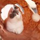 thumbnail image 5 of Túnel para Gatos PAWZ Road 130 cm x 30 cm Plegable XL, 5 of 7