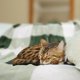 thumbnail image 2 of Manta de Cuadros PiccoCasa Manta Peluda de Felpa para Cama, Verde y Blanco Mascota-30"*40", 2 of 7