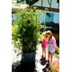 thumbnail image 4 of Soporte para plantas trepadoras Emsco City Picker Trellis Tower, 4 of 6