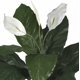 thumbnail image 2 of Planta artificial de Spathiphyllum casi natural con cesta de mimbre, 2 of 3