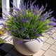 thumbnail image 1 of Plantas artificiales Ammyoo, hierba sintética para monos, resistente a los rayos UV, 1 of 8
