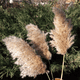 thumbnail image 3 of Tallos flores secas 10 uds hierba pampa 100 cm, 3 of 3