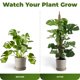 thumbnail image 5 of Juego de 2 postes flexibles para plantas Sproot de 71 cm con estaca de anclaje, 5 of 6
