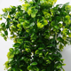 thumbnail image 4 of "4pcs Planta Colgante Belug Artificiales Hojas Redonda De Eucalipto Verde ", 4 of 5