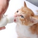thumbnail image 3 of Kit De Biberón Para Alimentación De Mascotas De 50 Ml Con Tetinas Y Jeringas, 3 of 6