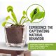 thumbnail image 5 of Kit de Venus atrapamoscas viva de Nature Gift Store con maceta de vidrio de 6 cm, 5 of 7