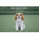 thumbnail image 2 of Chaleco polar Jacko & Co para perros pequeños y medianos, 2 of 8
