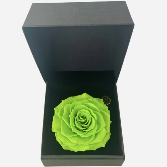 Gift Box 6 Con Rosa Preservada Natural Bonita Verde