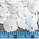 thumbnail image 2 of Set de decoración de pared y adornos Sand Dollar, paquete de 50 dólares de arena reales, 2 of 4