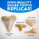 thumbnail image 4 of Kit de ciencia Blue Marble National Geographic para excavar dientes de tiburón, 4 of 8
