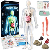 Modelo Anatómico Gobidex, Esqueleto De Cuerpo Humano, 40 Piezas, Más De 8 Años