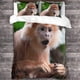 thumbnail image 3 of Juego de funda nórdica Monkey Gorilla, juego de ropa de cama 3D con estampado animal, juego de funda de edredón, funda de colcha de microfibra, juego de 3 piezas, funda de edredón con cierre, 3 of 3