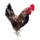 thumbnail image 4 of Modelo De Gallina Realista Estatua De Pollo Realista Estatuilla De Animal Realista M, 4 of 4