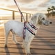 thumbnail image 5 of Correa, Arnés Y Collar Para Perros De Razas Pequeñas, 5 of 6