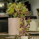 thumbnail image 2 of Suculenta en Flor en Maceta de Cemento, 2 of 3