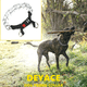 thumbnail image 5 of Collar de entrenamiento antitirones para perros, reflectante, con hebilla metálica de liberación rápida y ajustable., 5 of 6