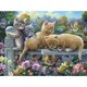 thumbnail image 1 of Rompecabezas con forma de gatitos en una valla, 500 piezas, 1 of 9