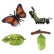 thumbnail image 4 of Ni?os Educativos Ciclo De Insectos Crecimiento De Mariposas Juguetes Preescolares Juego De Roles A, 4 of 5
