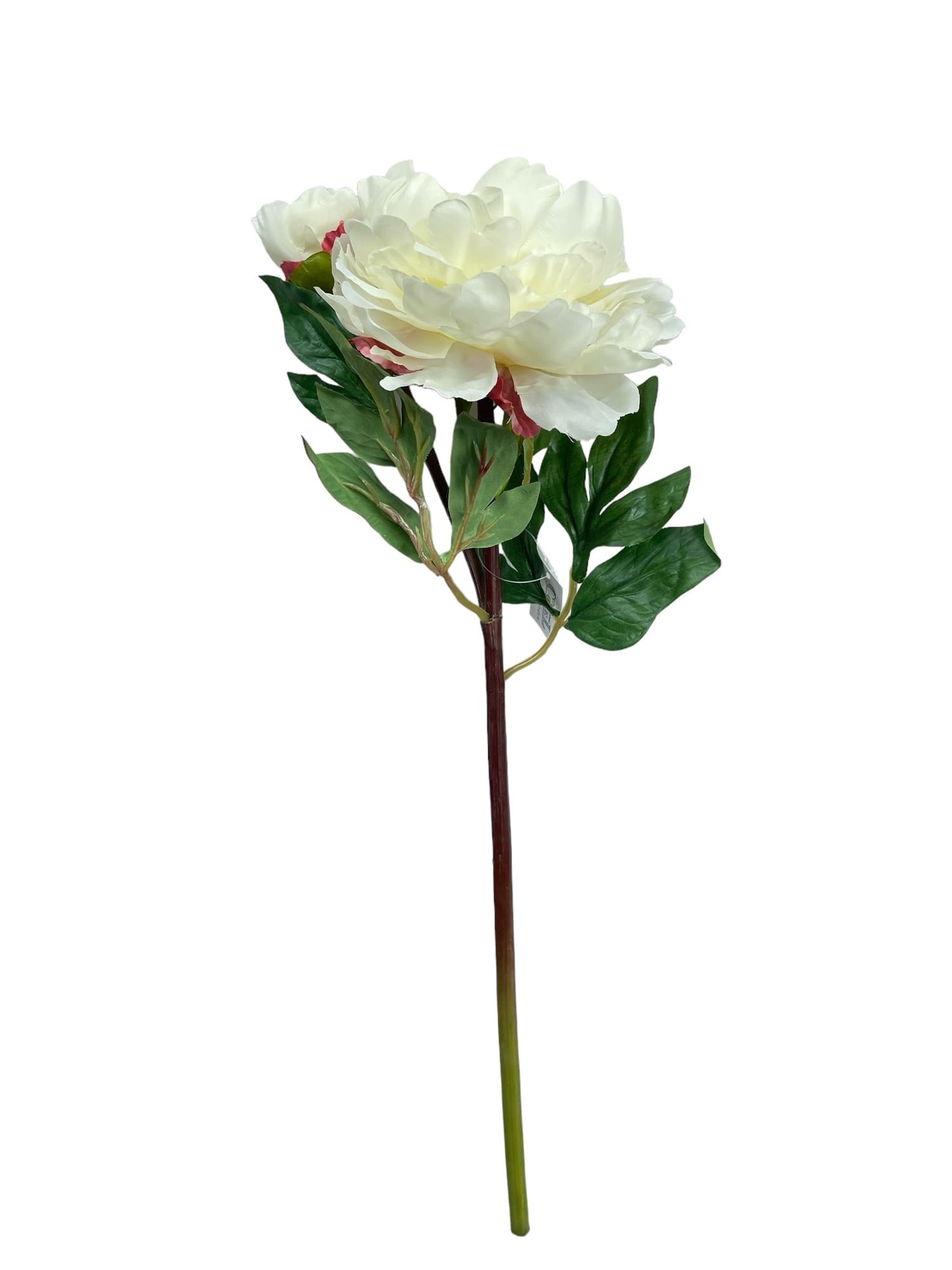 Corel - Peonia Con Boton Blanca 54Cm Con Acabado Natural