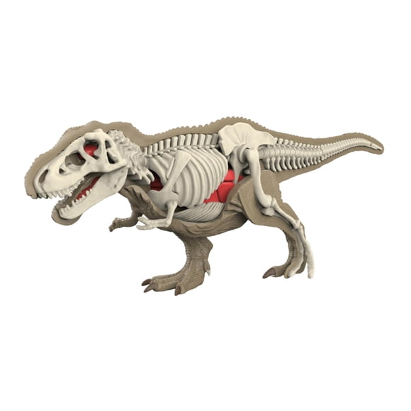 Modelo De Cuerpo Animal Para El Aprendizaje, Material Didáctico Para Niños Que Estudian En Casa (3101)