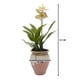 thumbnail image 4 of Planta Artificial Orquidea Blanca Macetero De Ceramica, 4 of 6