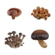 thumbnail image 1 of Juguete de simulación del ciclo de crecimiento de los hongos Etapas del desarrollo de los hongos Material didáctico Modelo cognitivo del ciclo de vida Hongos marrones, 1 of 5