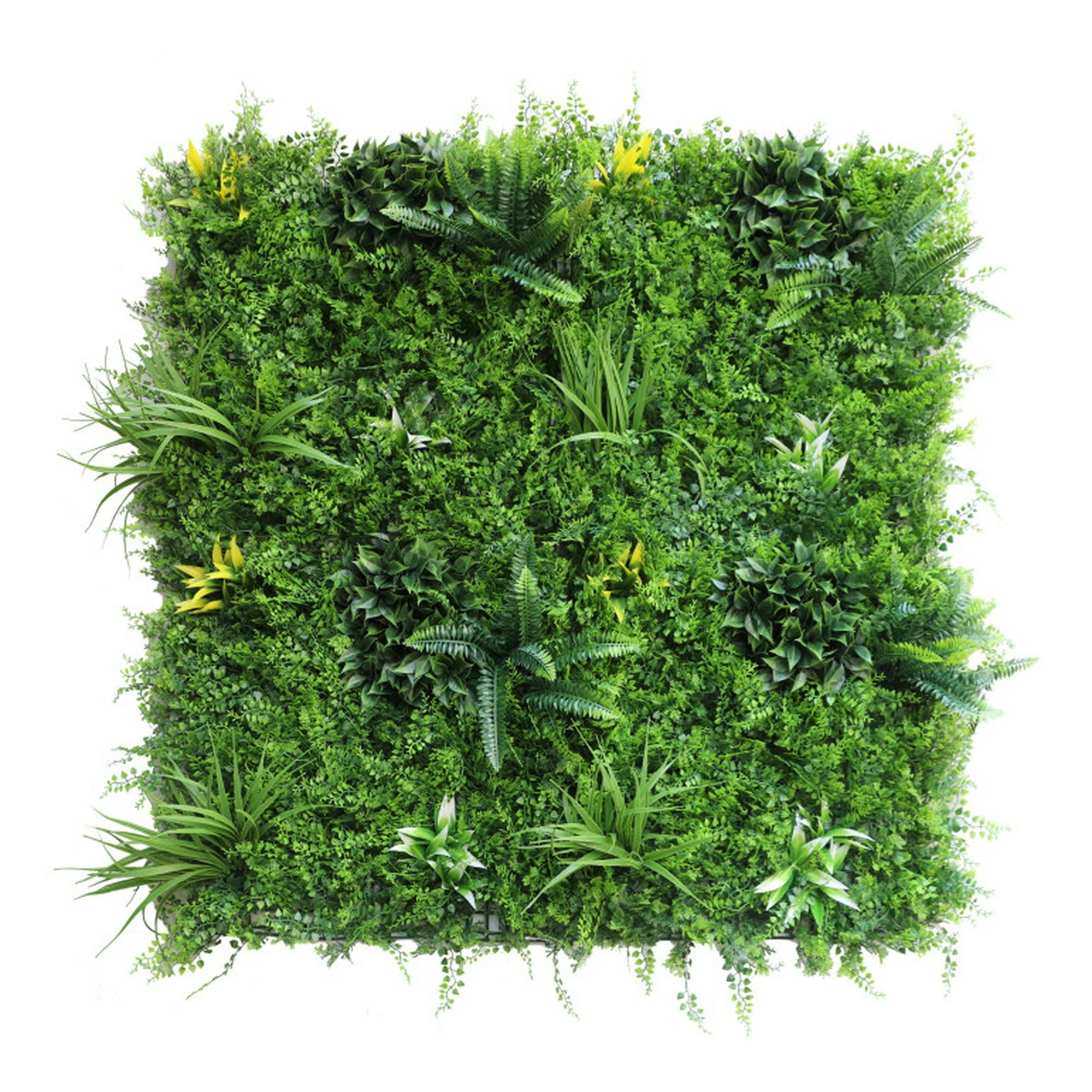 Signet - Jardin Vertical Helecho Pro