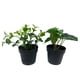 thumbnail image 5 of Planta artificial 9x17cm, 5 of 8