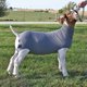 thumbnail image 3 of Tubo de Spandex para Cabras Weaver Livestock, 3 of 3