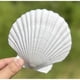 thumbnail image 1 of Conchas de Vieira SEAJIAYI 10 Unidades 45 Inch Blancas, 1 of 3