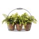 thumbnail image 1 of Planta Decorativa Decorativas 3 Canasto Metalico, 1 of 1